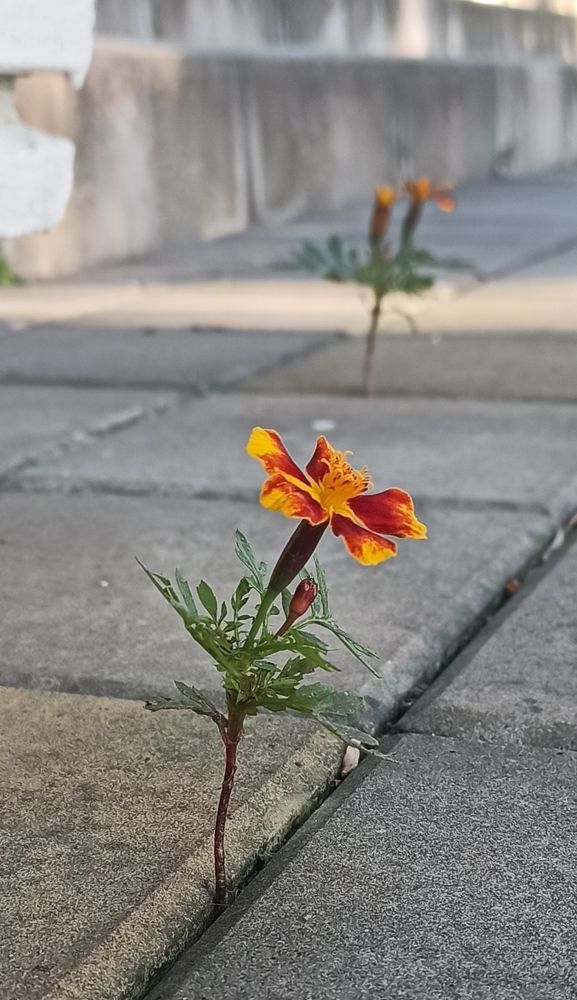 Жажда жизни