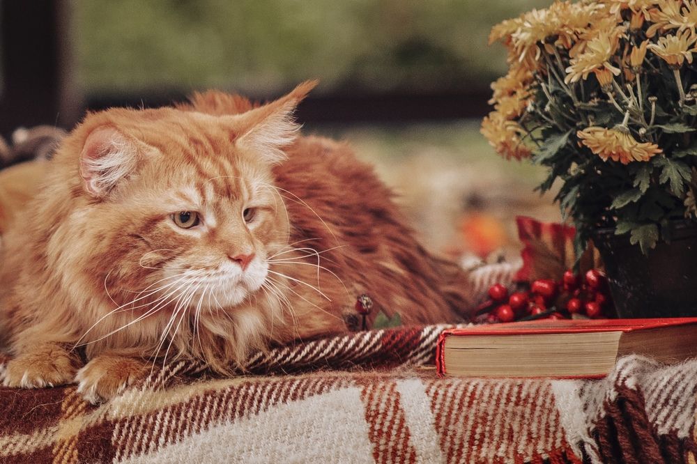 Photograph by Ольга Хентова