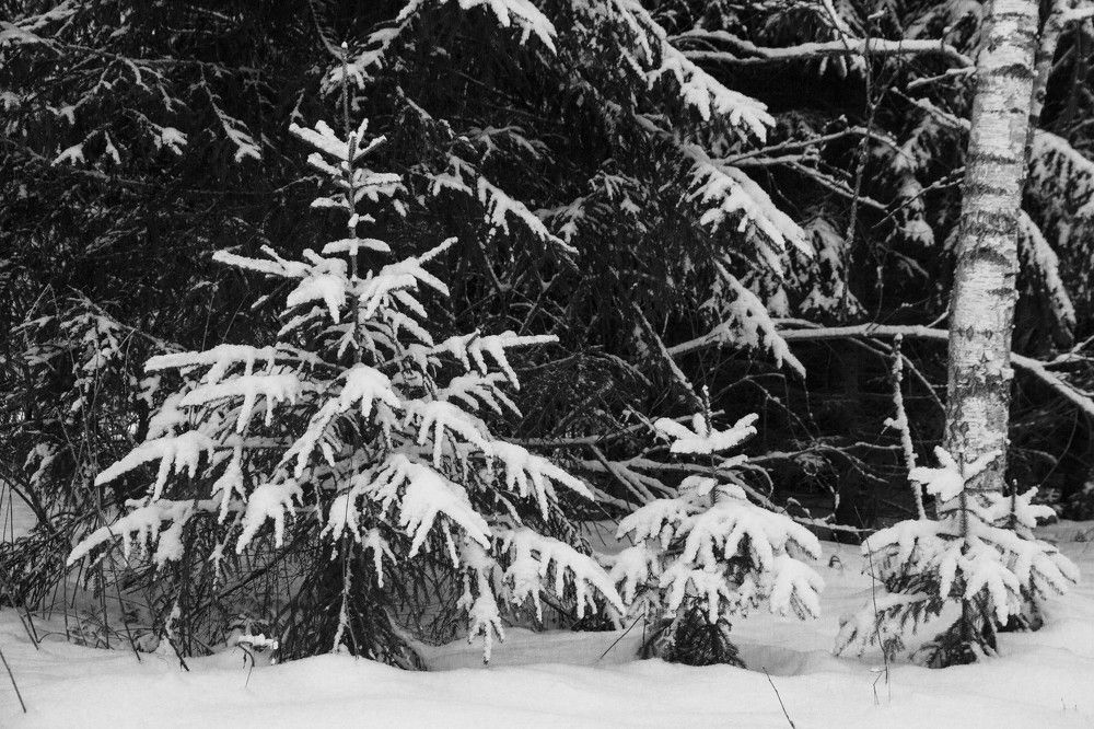 Photograph by Алена Морозова