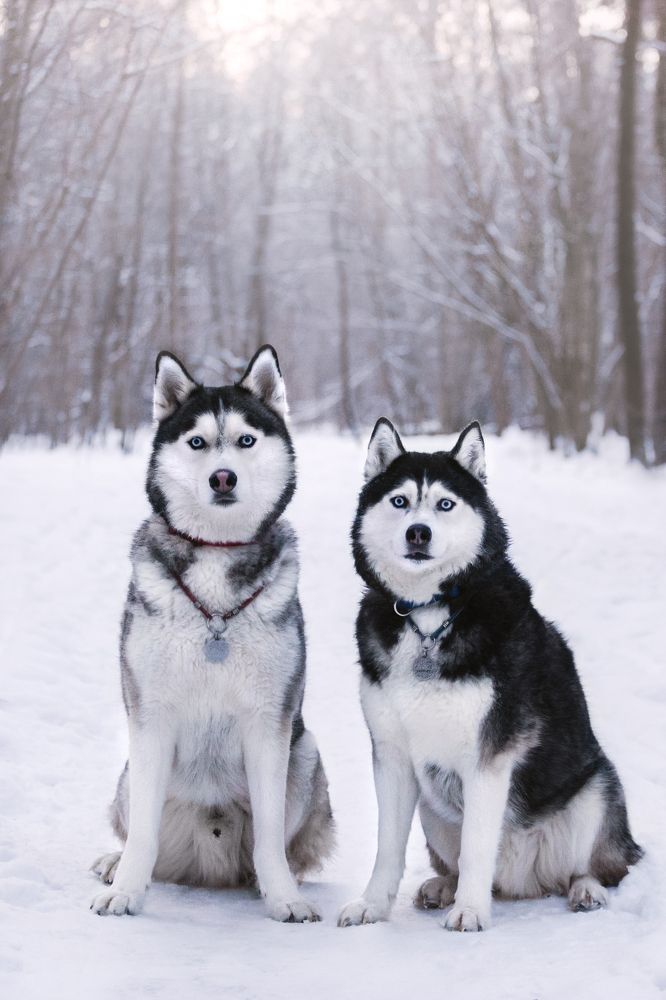 Зимняя фотопрогулка в лесу