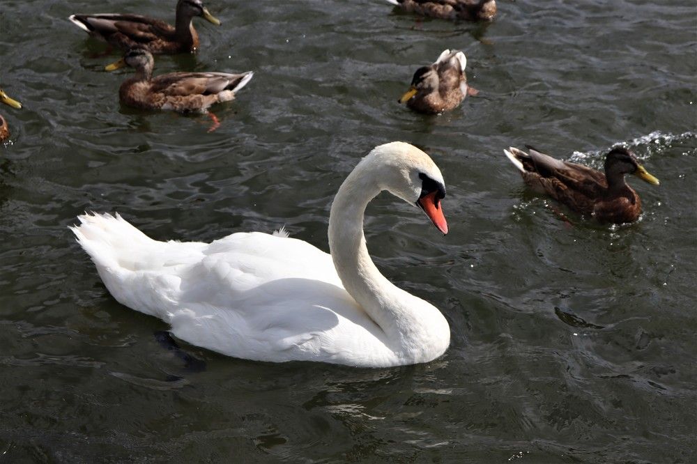 Photograph by ОЛЬГА ДЕРБЕНЕВА