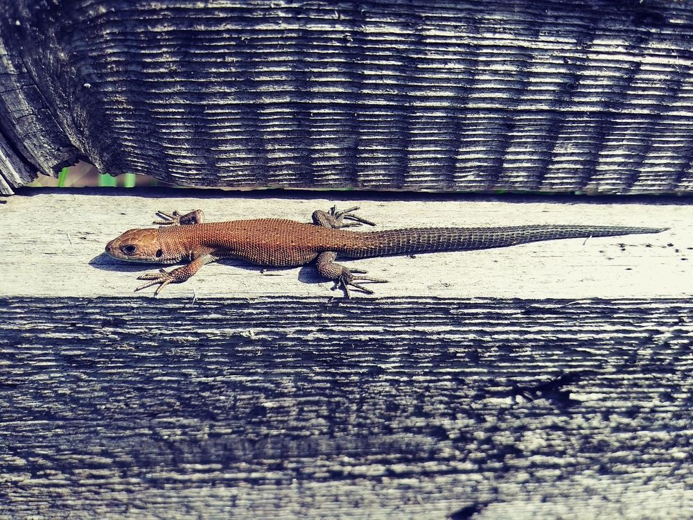 Photograph by Инна Голубева