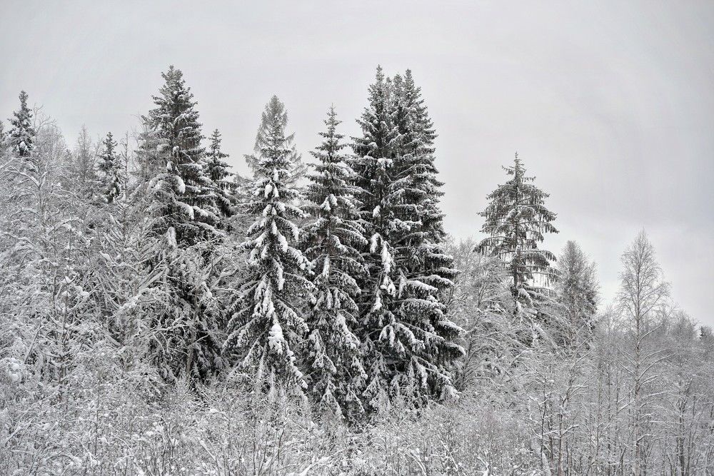 Лесные сестрички.