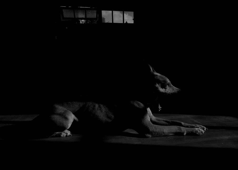 Barking