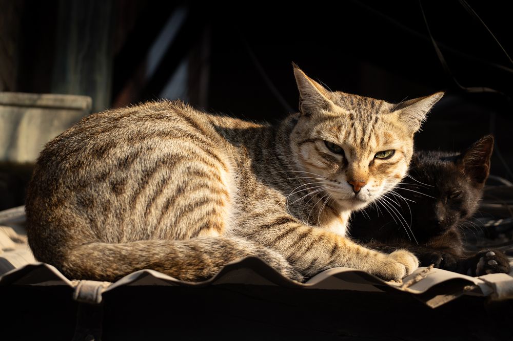 Photograph by tiago rodrigues