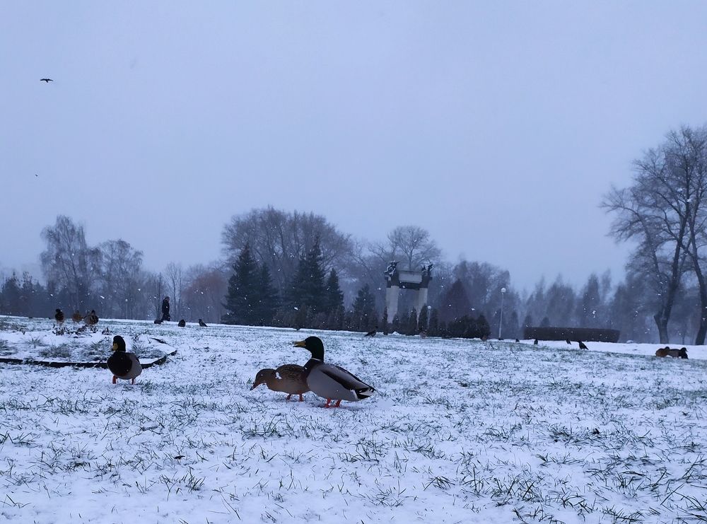 Photograph by Людмила Муравьева