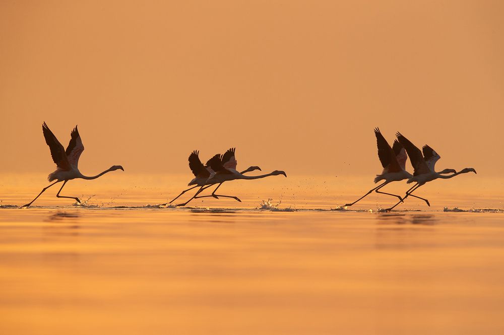 Greater Flamingos talkeoff