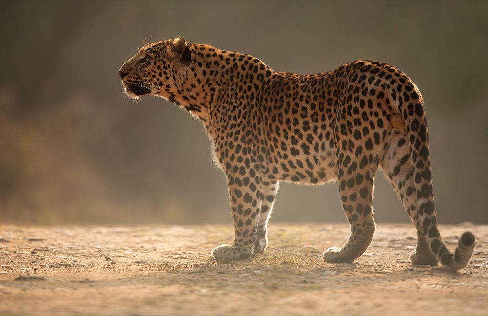 Leopard on the track