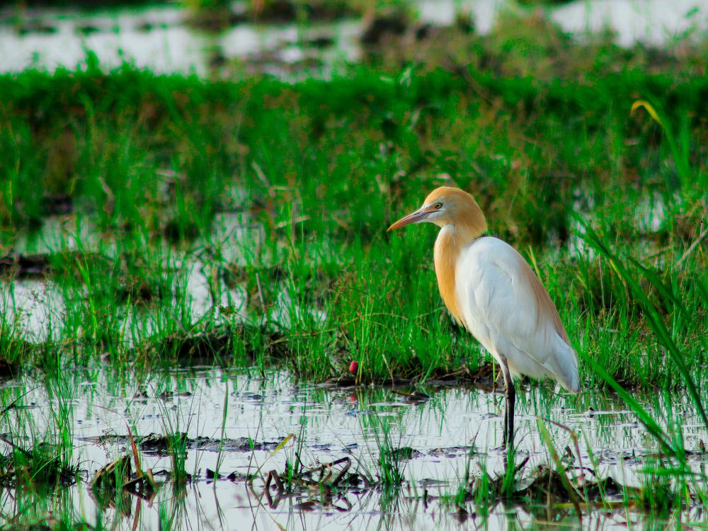 Crane