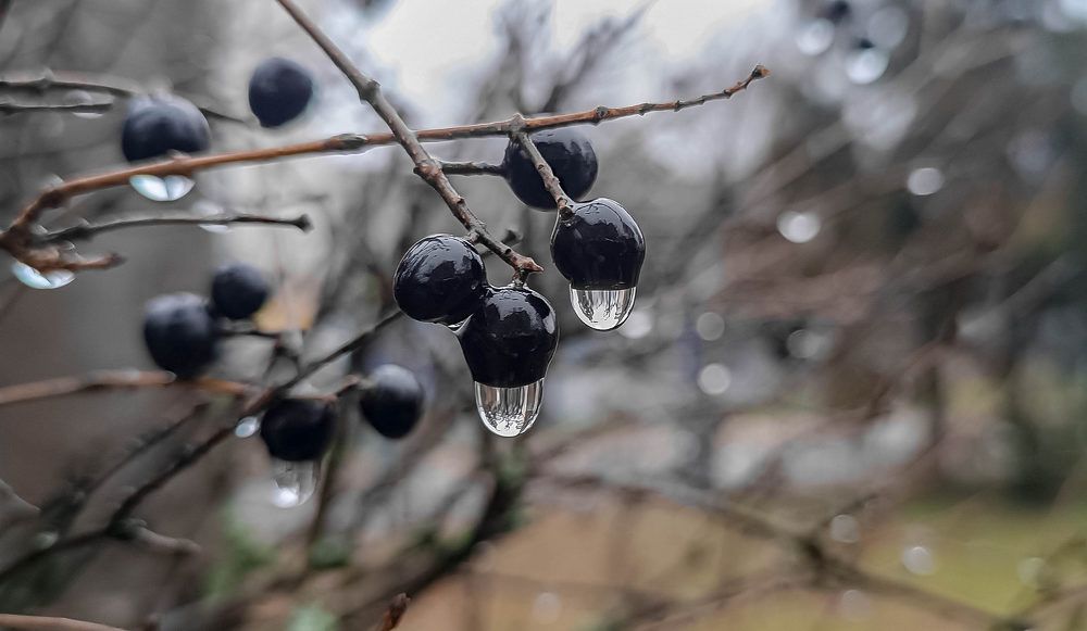 Зимний дождь