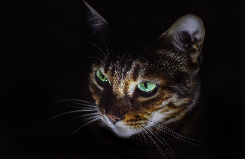 Хитрая мордашка