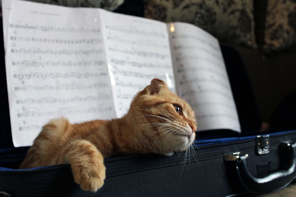 Фотография автора Валерий Цуркан