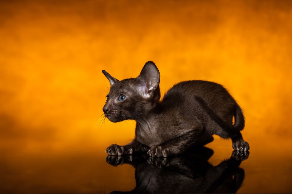 Photograph by Максим Кукурунд