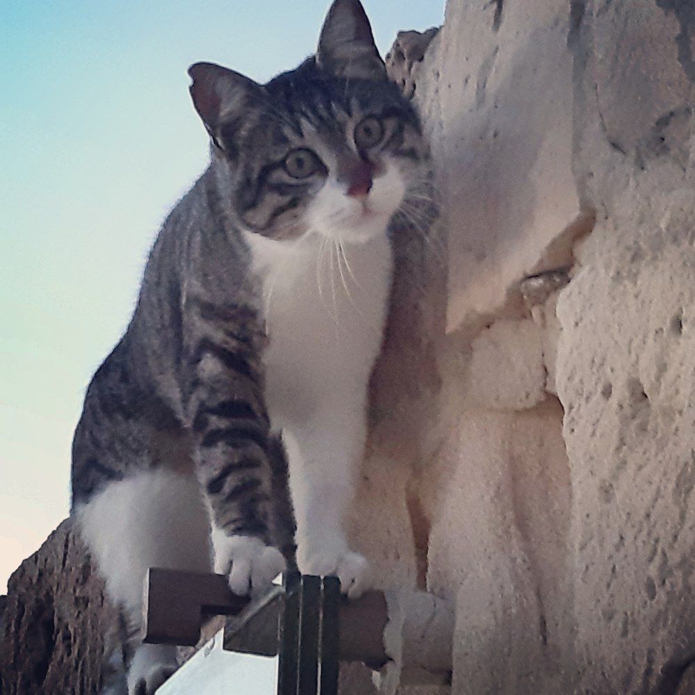Кошки