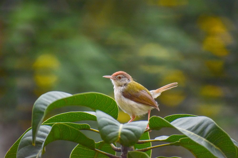 Photograph by Hussain Mahammad