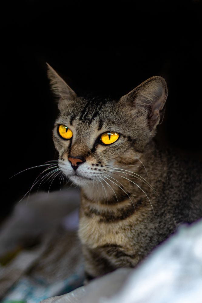 Photograph by Zinda Shaik Mohideen M