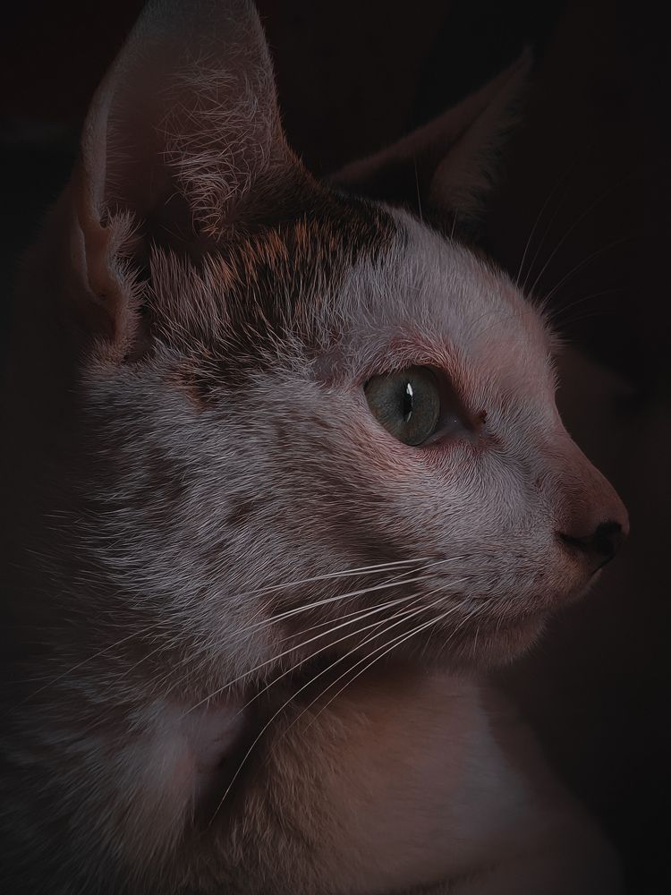 Фотография автора DAVIDJHON Gusi