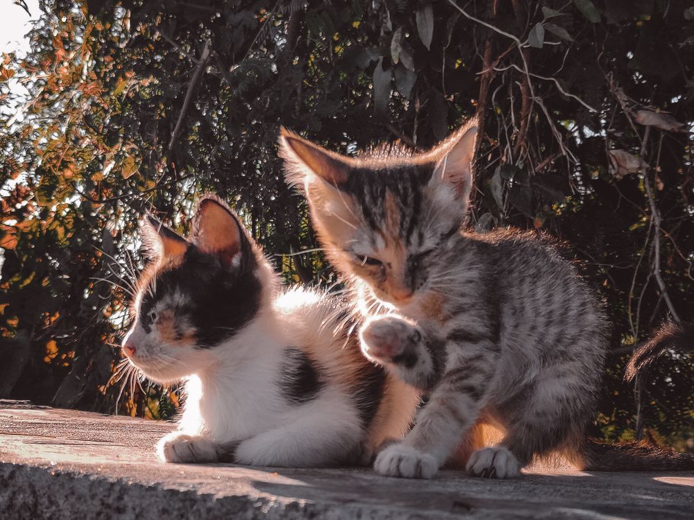 Фотография автора DAVIDJHON Gusi