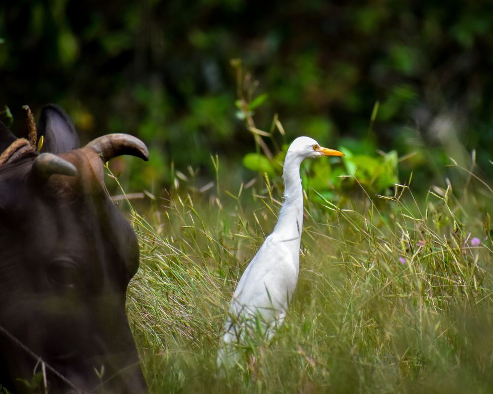 Photograph by Hussain Mahammad