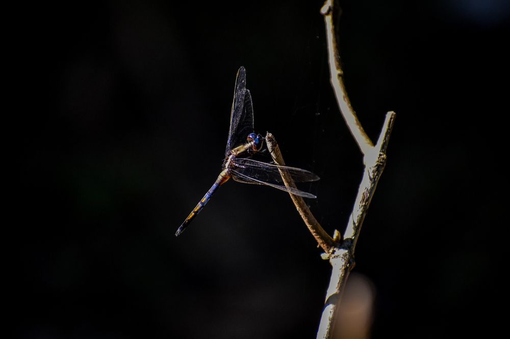 Gold and Blue Dragonfly