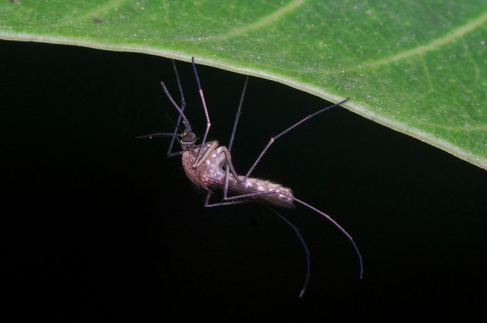 Culex tritaeniorhynchus