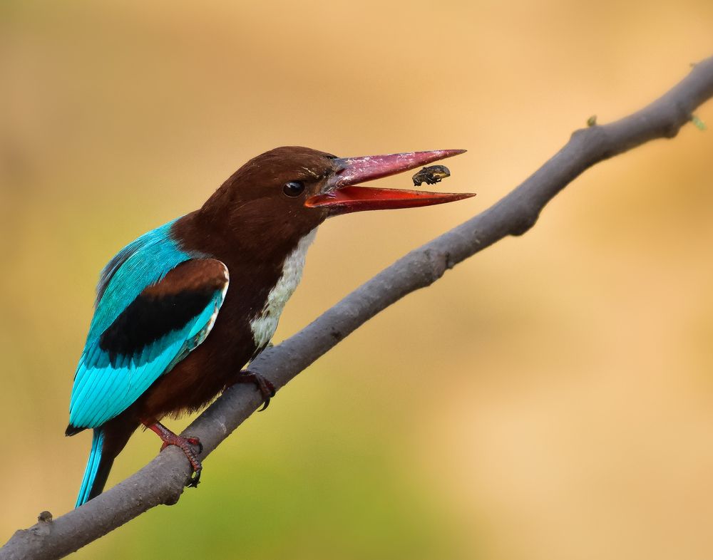 White-throated kingfisher