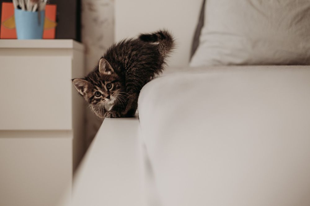 Photograph by Tyshkanchik