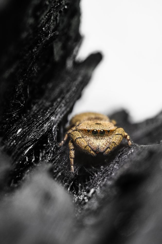 Photograph by Jimmy Chan