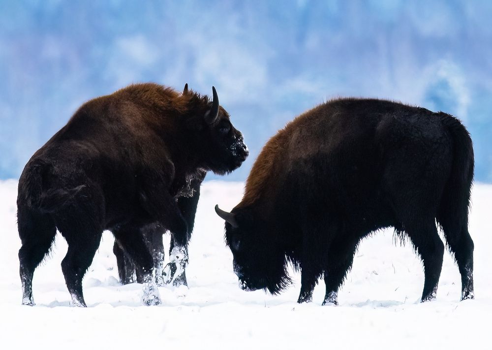 Photograph by Михаил Тиханович