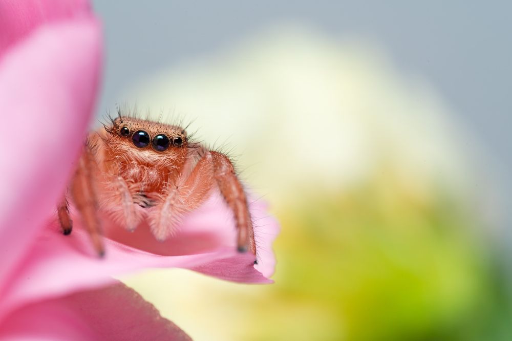 Photograph by Jimmy Chan