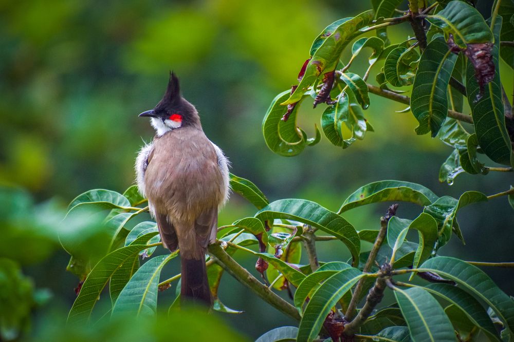 Photograph by Hussain Mahammad