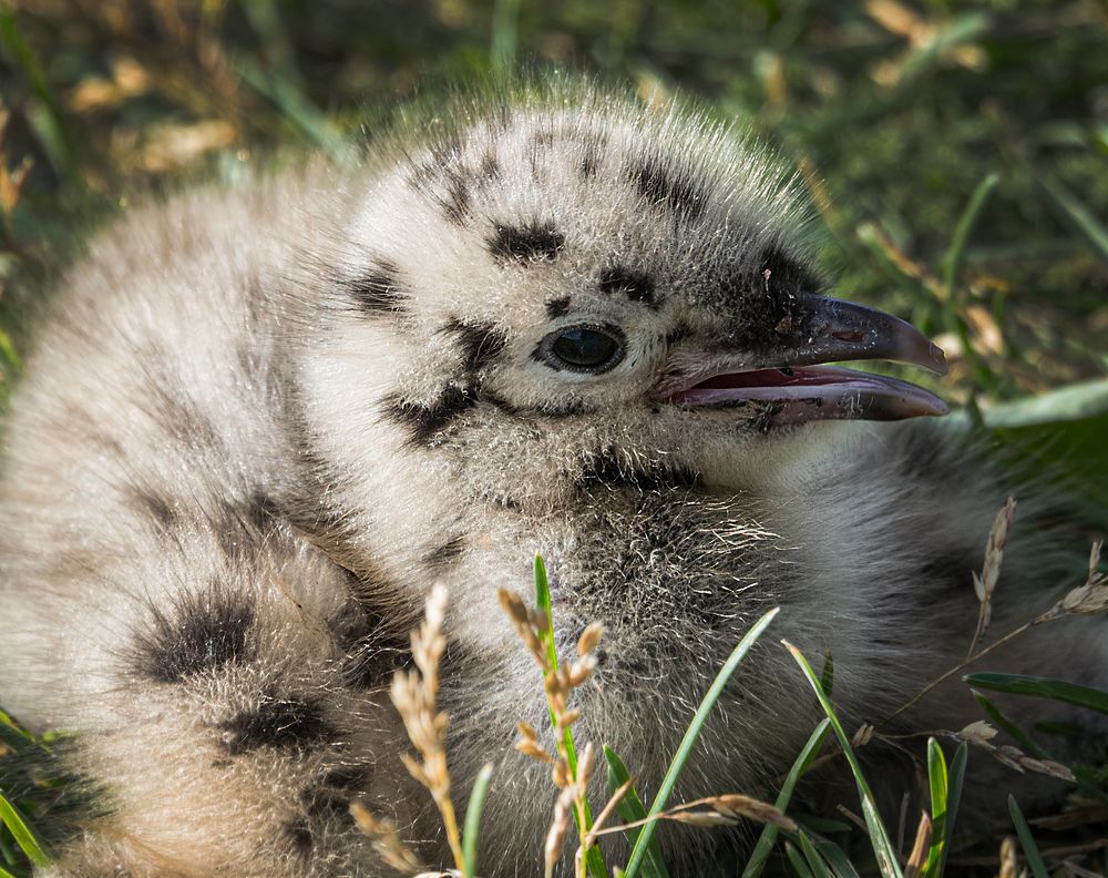 Птенец чайки