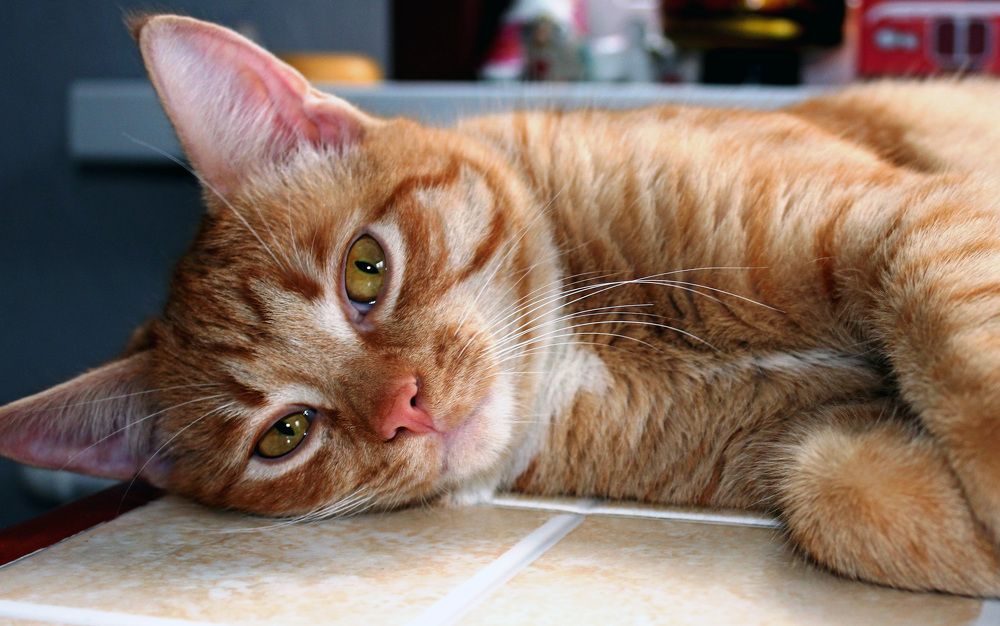 Photograph by Александр Бугаенко