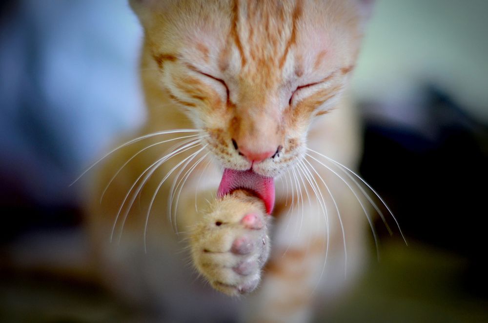 Photograph by Kshitij Patle