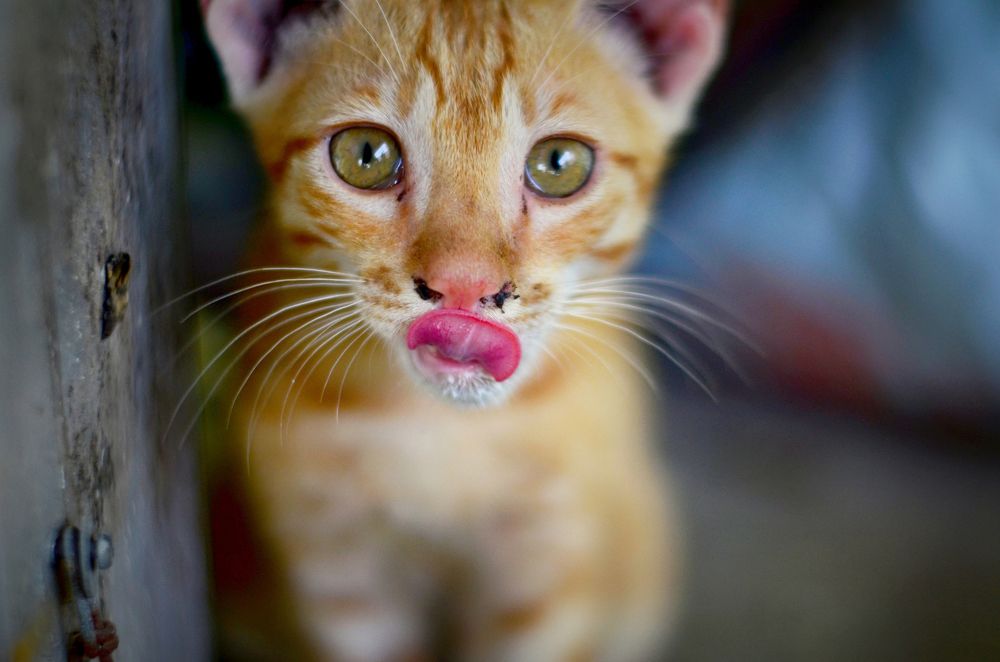 Photograph by Kshitij Patle