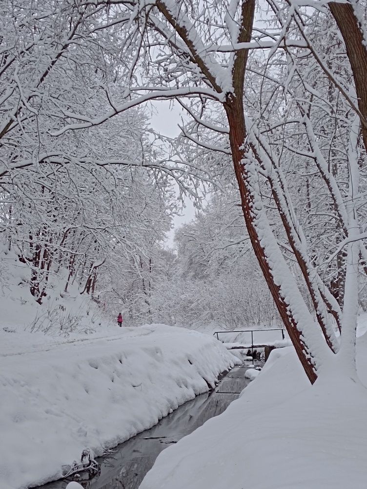 River and snow-covered trees
