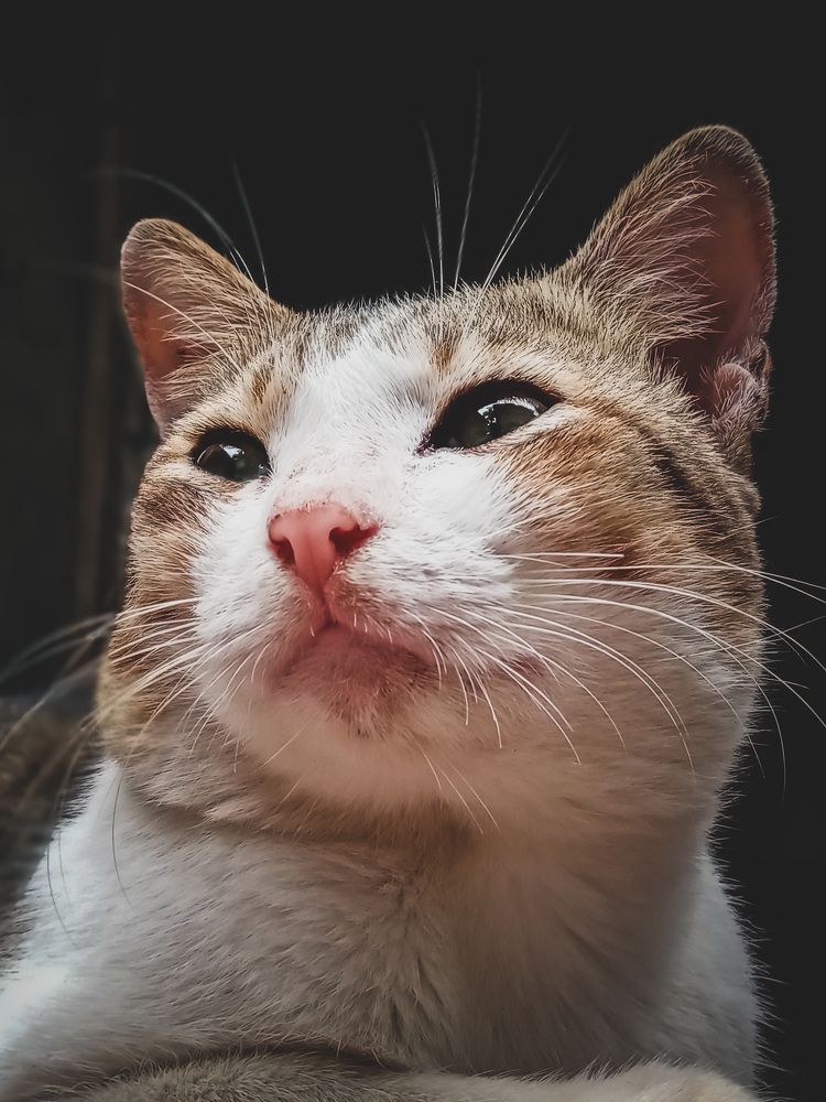 Photograph by Thimira dinisuru