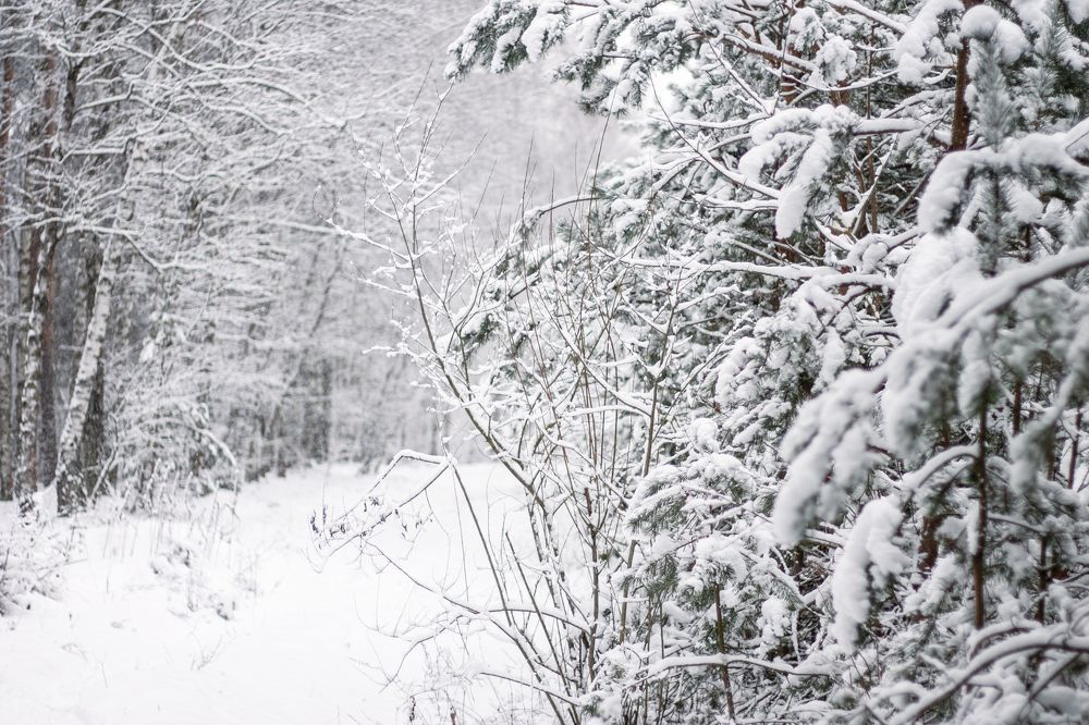 Photograph by Жорнова Светлана