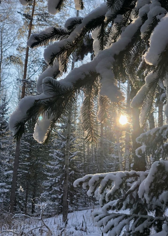 Мороз и солнце