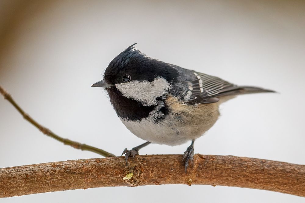 Чёрная синица (московка)