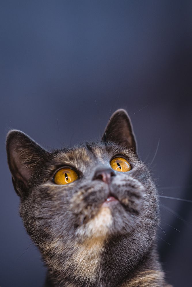 Фотография автора Татьяна Тур