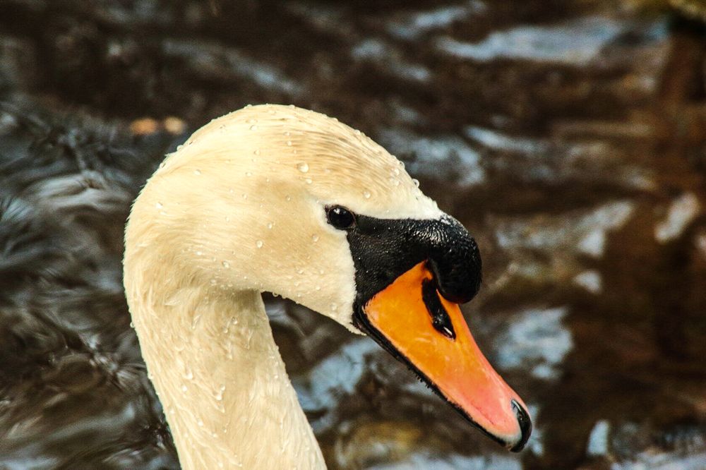 Photograph by Ирина Шибитова