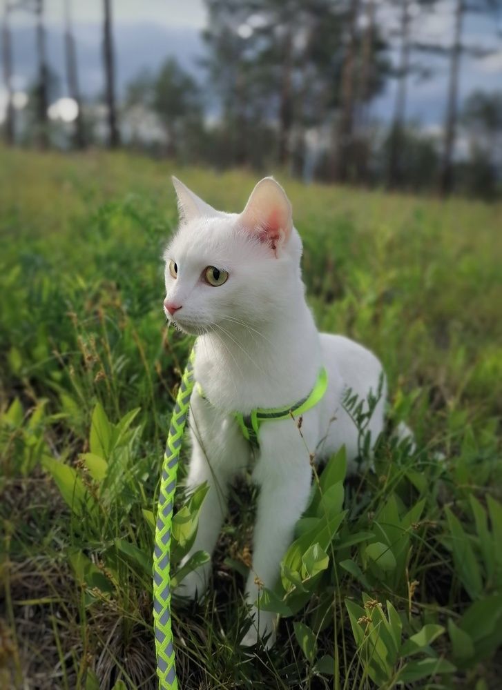 Photograph by Светлана Шелухеева