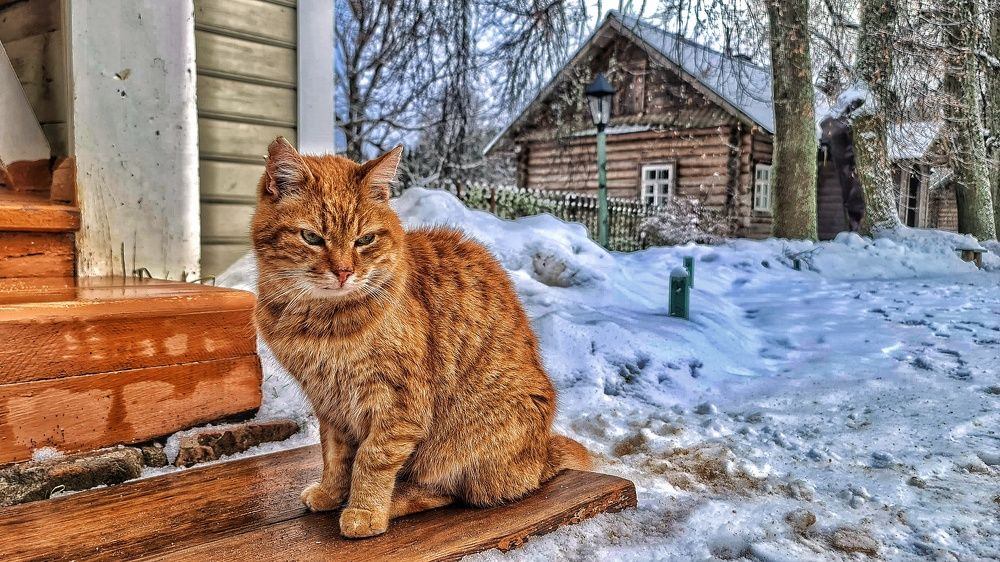 Рыжий кот на ступенях кухонного флигеля в усадьбе Ганниблов- Пушкиных.