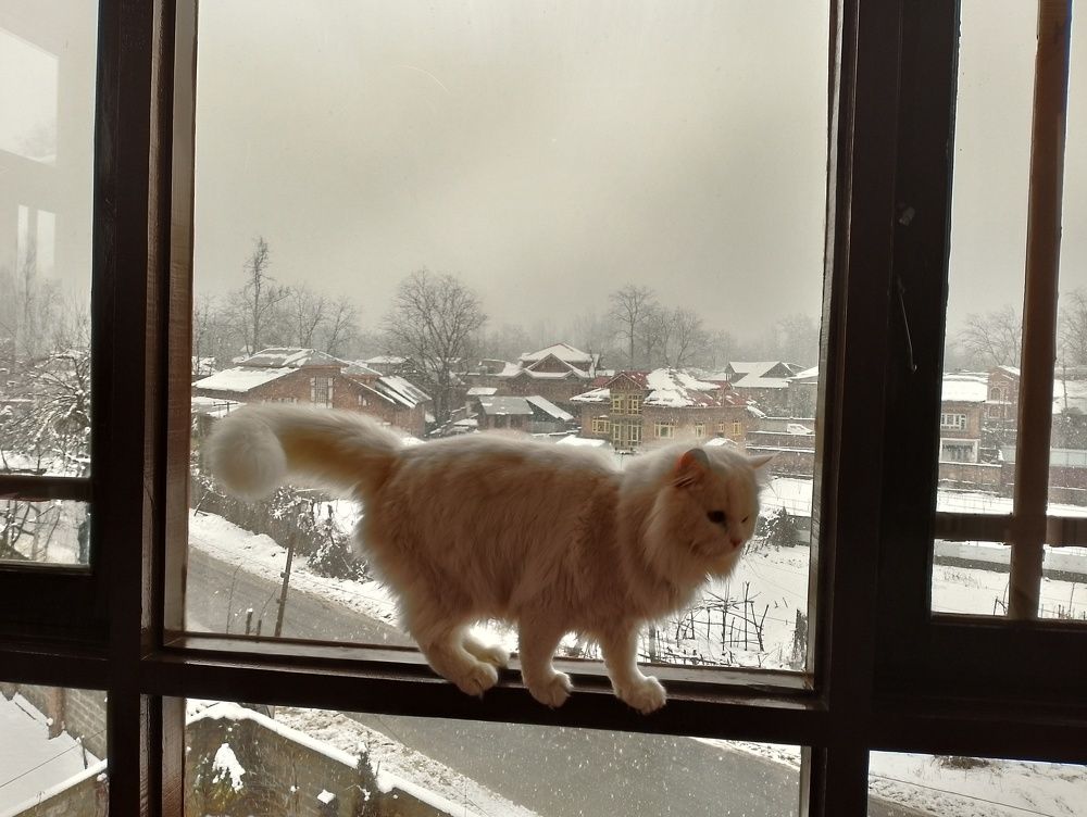 Photo #8741381