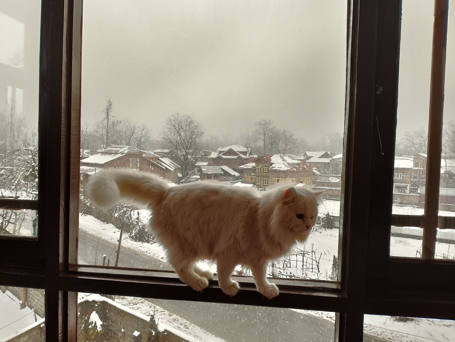 Photo #8741381