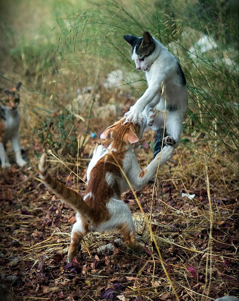 Photograph by Марина Ватанская