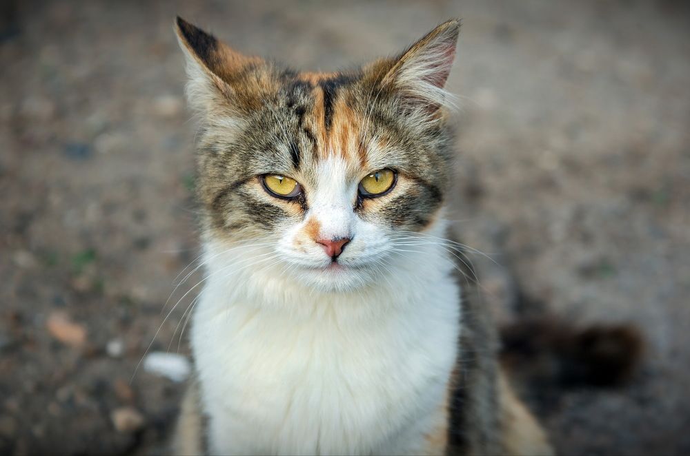 Photograph by Марина Ватанская