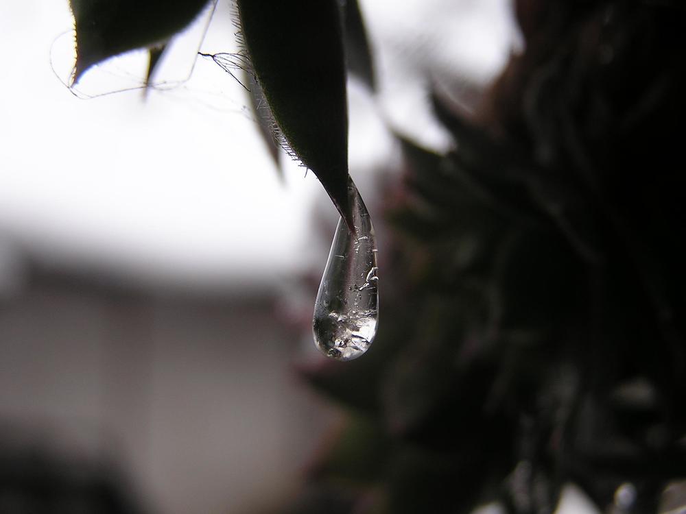 Photograph by Bojana Vein