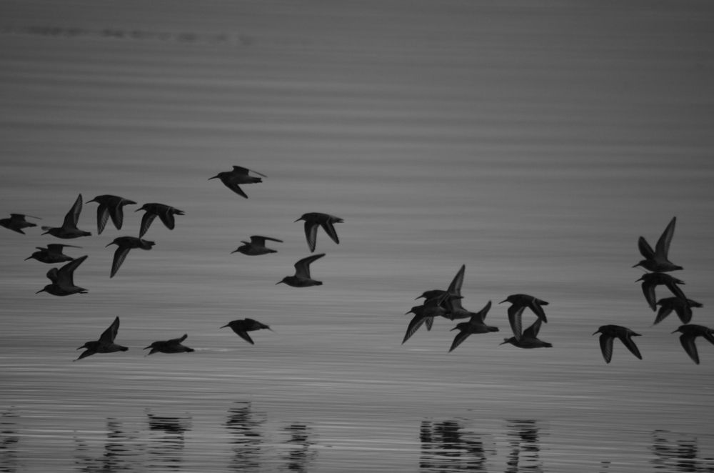 Над водной гладью